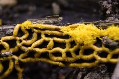 12_Hemitrichia_serpula_20090927S03_0909_14447