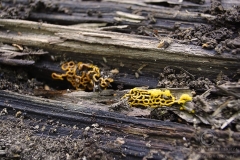 13_Hemitrichia_serpula_20090927S03_0909_14445