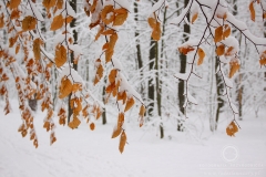 Las Łagiewnicki / 150125_11196