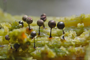 Lamproderma arcyrionema - Błyszczak siatkowaty