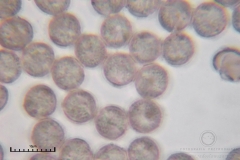 01_Lamproderma_arcyrionema_20100801S01_S6307195_obr