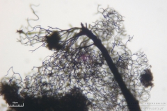 02_Lamproderma_arcyrionema_20100801S01_S6307199_obr