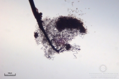 03_Lamproderma_arcyrionema_20100801S01_S6307198_obr