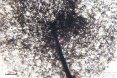 04_Lamproderma_arcyrionema_20100801S01_S6307202_obr