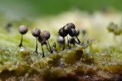 06_Lamproderma_arcyrionema_20100801S01_1008_15826