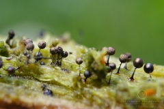 07_Lamproderma_arcyrionema_20100801S01_1008_15827