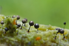 08_Lamproderma_arcyrionema_20100801S01_1008_15824