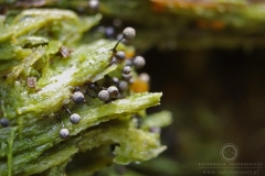 10_Lamproderma_arcyrionema_20100801S01_1008_15819
