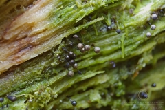 11_Lamproderma_arcyrionema_20100801S01_1008_15818
