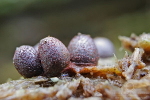 Lycogala conicum - Rulik stożkowy