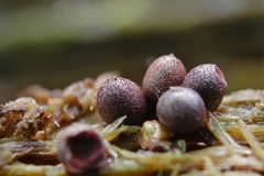 11_Lycogala_conicum_20100620S03_1006_15666