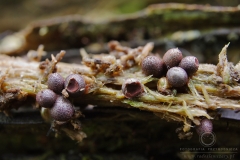 12_Lycogala_conicum_20100620S03_1006_15665