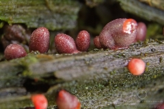 13_Lycogala_conicum_20100606S02_1006_15463