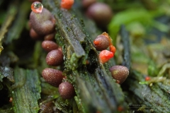 14_Lycogala_conicum_20100606S02_1006_15460