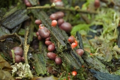 15_Lycogala_conicum_20100606S02_1006_15459