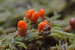 16_Lycogala_conicum_20100606S02_1006_15453