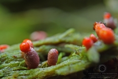 17_Lycogala_conicum_20100606S02_1006_15457