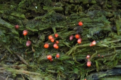 18_Lycogala_conicum_20100606S02_1006_15452