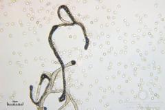 04_m_Lycogala-_epidendrum_20090521S01_3923_OBR