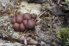 07_Lycogala-_epidendrum_20090521S01_0905_12350