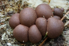 09_Lycogala-_epidendrum_20090521S01_0905_12348