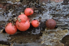11_Lycogala-_epidendrum_20090521S01_0905_12364