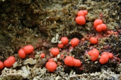 18_Lycogala-_epidendrum_20090521S01_0905_12366