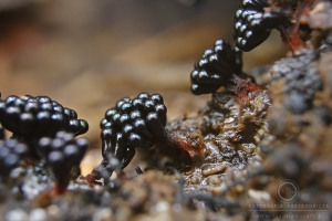 Metatrichia vesparia - Bukietek malinowy