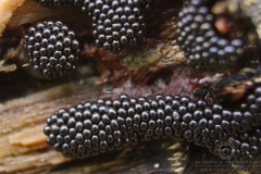 13_Metatrichia_vesparia_20090912S01_0909_14411