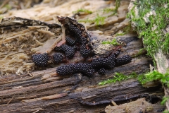 14_Metatrichia_vesparia_20090912S01_0909_14408