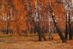 111109_21844