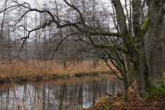 141110_11041