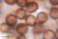 01_m_Physarum_album_20090809S03_4103_OBR