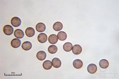 02_m_Physarum_album_20090809S03_4100_OBR