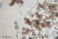 03_m_Physarum_album_20090927S01_4217_OBR