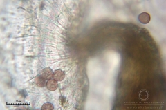 07_m_Physarum_album_20090809S05_4132_OBR
