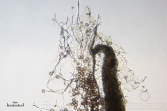 08_m_Physarum_album_20090809S05_4130_OBR