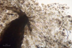 09_m_Physarum_album_20090809S03_4095_OBR