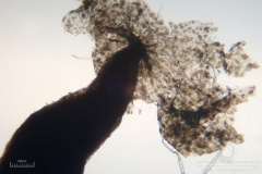 10_m_Physarum_album_20090809S03_4094_OBR