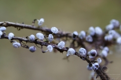 18_Physarum_album_20090809S03_0908_13477