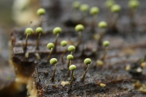 Physarum viride - Maworek zielonkawy