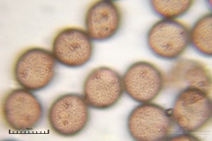 01_m_Physarum_viride_20090809S04_4124_OBR