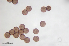 02_m_Physarum_viride_20090809S04_4120_OBR