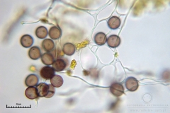 03_m_Physarum_viride_20090809S04_4127_OBR