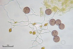 04_m_Physarum_viride_20090809S04_4115_OBR