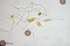 05_m_Physarum_viride_20090809S04_4112_OBR