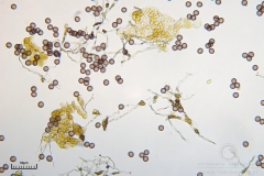 06_m_Physarum_viride_20090809S04_4111_OBR