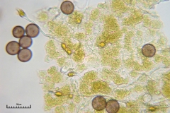 07_m_Physarum_viride_20090809S04_4114_OBR