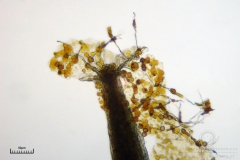 08_m_Physarum_viride_20090809S04_4129_OBR