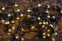 09_Physarum_viride_20090809S04_0908_13485